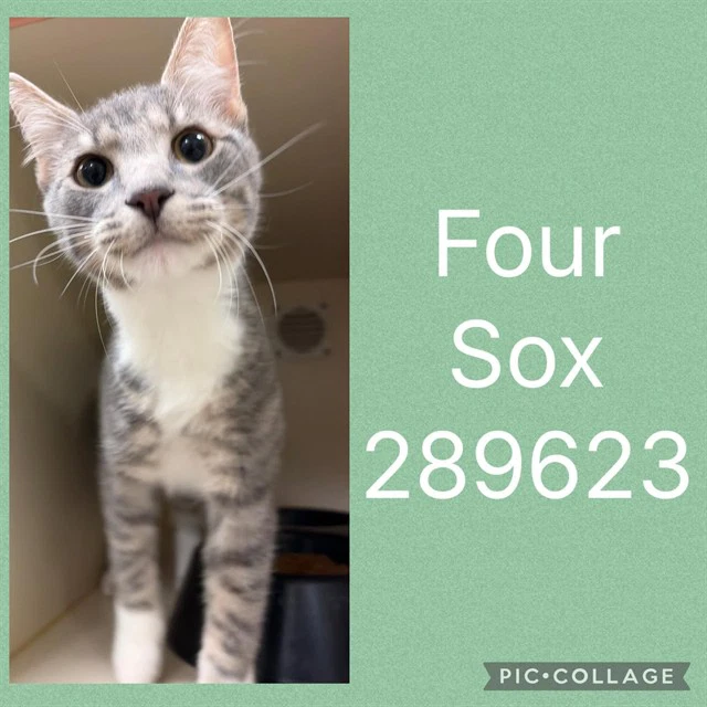 Four Sox