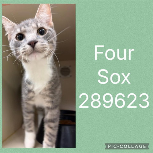 FOUR SOX, a cat for adoption from Macon-Bibb County Animal Welfare