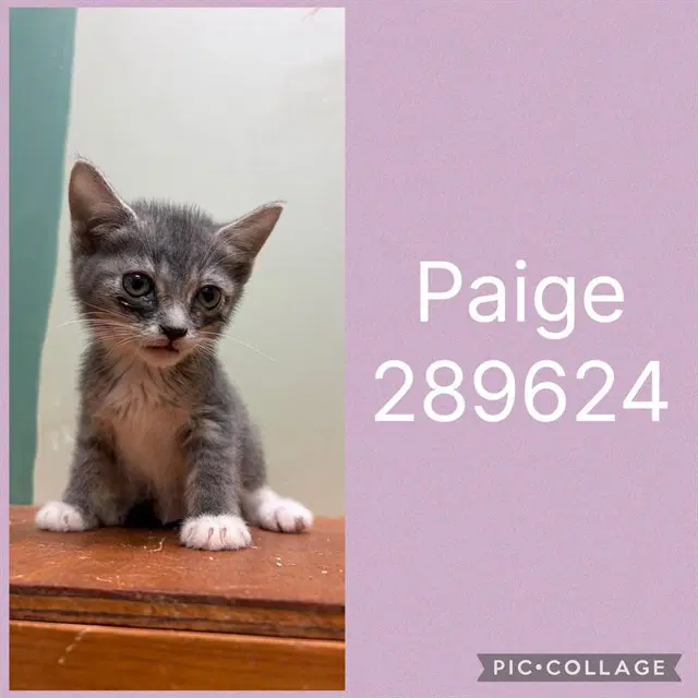 Paige - Domestic Short Hair
