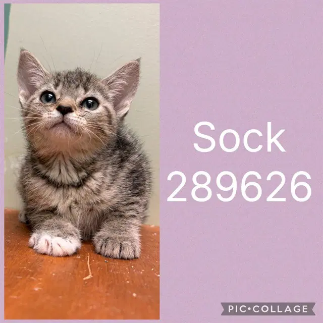Sock - Domestic Short Hair
