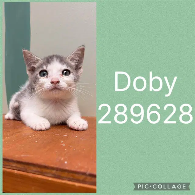 Doby - Domestic Short Hair