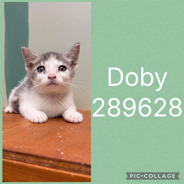 Doby