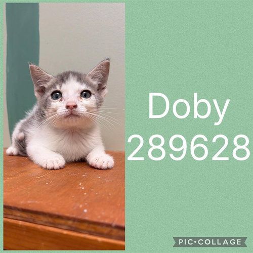 DOBY, a cat for adoption from Macon-Bibb County Animal Welfare