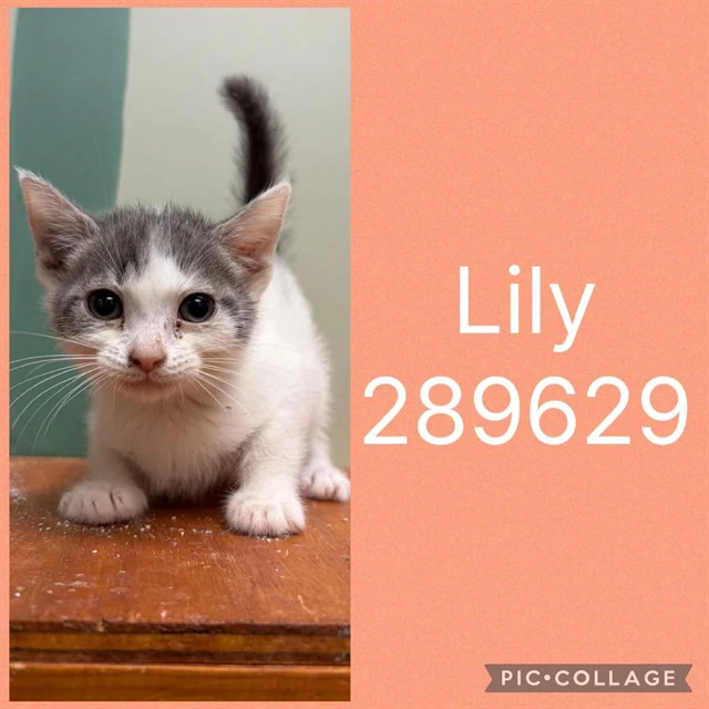 Lily
