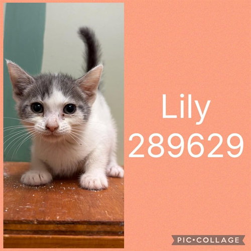 LILY, a cat for adoption from Macon-Bibb County Animal Welfare