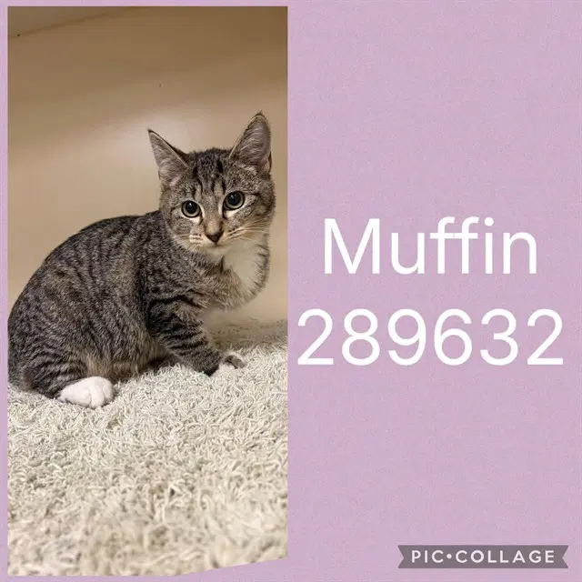 Muffin - Domestic Short Hair