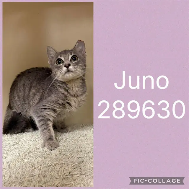 Juno - Domestic Short Hair
