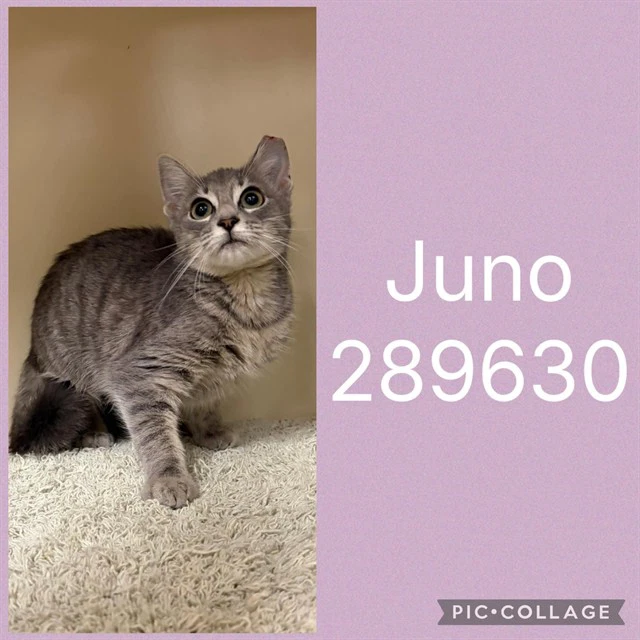 Juno