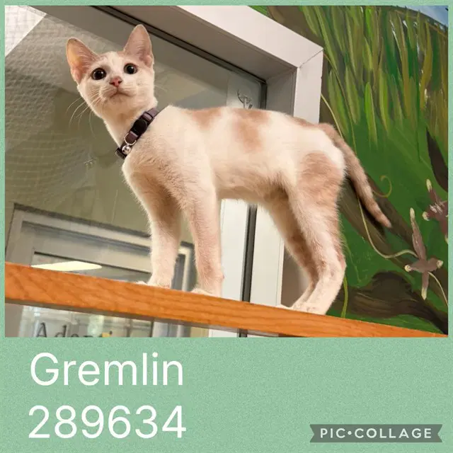 Gremlin - Domestic Short Hair
