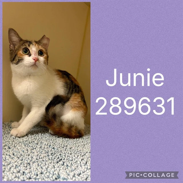 Junie