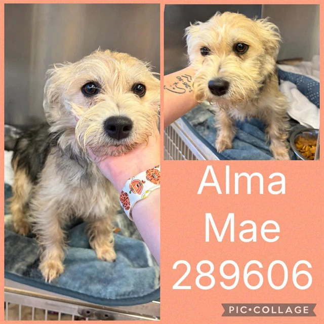 Alma Mae