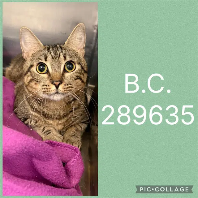 Bc - Domestic Short Hair