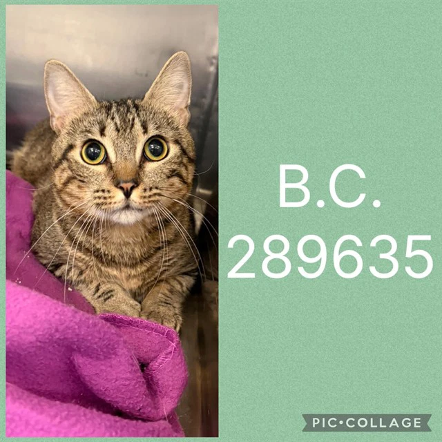 Bc
