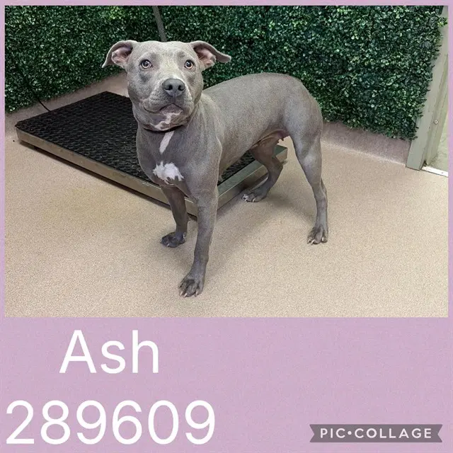 Ash - Pit Bull Terrier