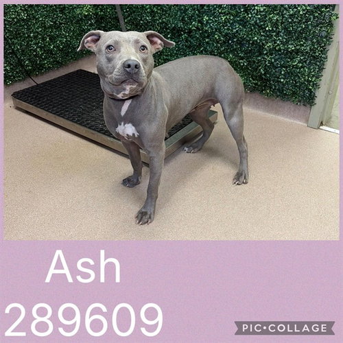 ASH, a dog for adoption from Macon-Bibb County Animal Welfare