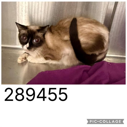 SAM, a cat for adoption from Macon-Bibb County Animal Welfare