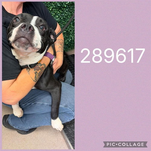 SQUIRRELY, a dog for adoption from Macon-Bibb County Animal Welfare