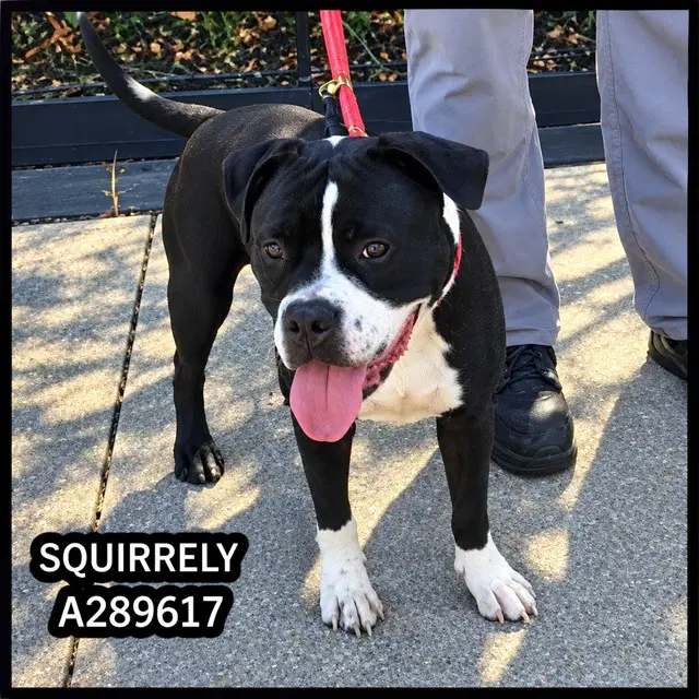 Squirrely - Boston Terrier