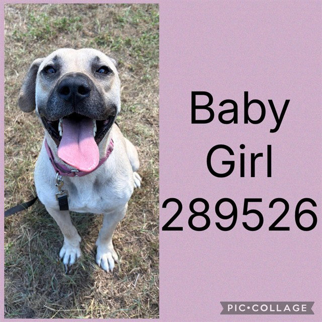 Baby Girl, Anatolian Shepherd