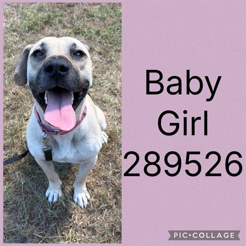 BABY GIRL, a dog for adoption from Macon-Bibb County Animal Welfare