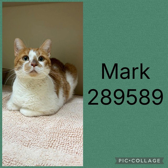 Mark, Domestic Short Hair
