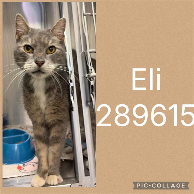 Eli, Domestic Short Hair