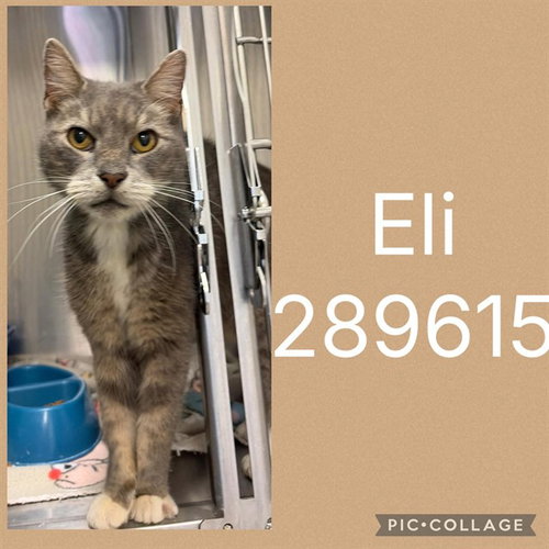 ELI, a cat for adoption from Macon-Bibb County Animal Welfare