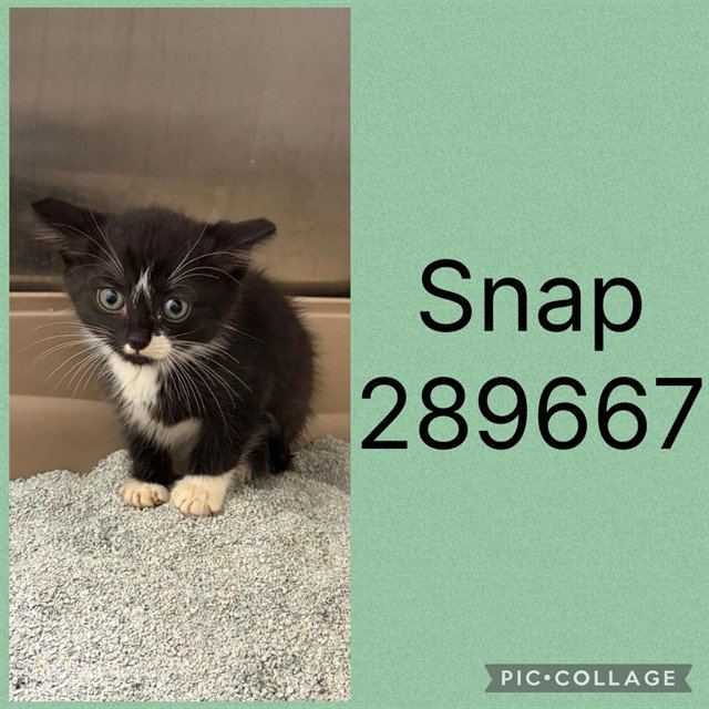 Snap, Domestic Short Hair