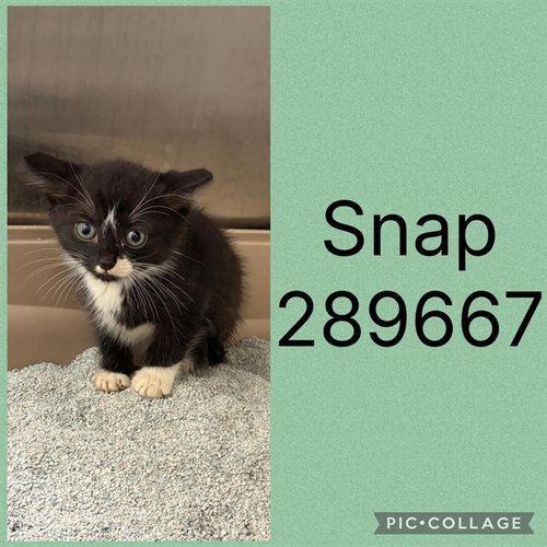SNAP, a cat for adoption from Macon-Bibb County Animal Welfare