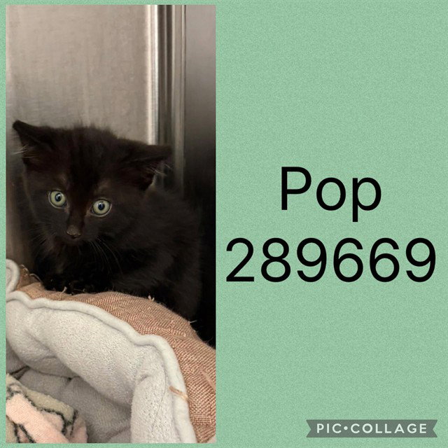 Pop, Domestic Short Hair