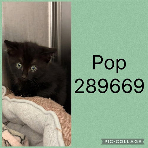 POP, a cat for adoption from Macon-Bibb County Animal Welfare
