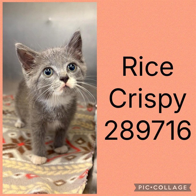 Rice Crispy, Domestic Short Hair
