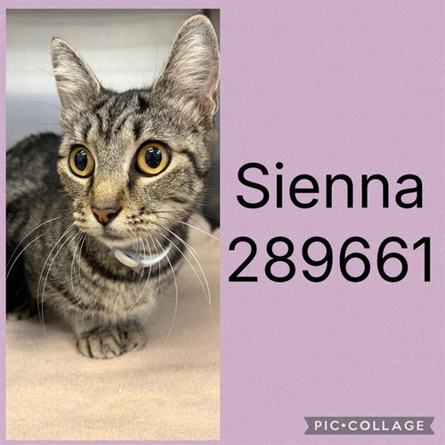 SIENNA, a cat for adoption from Macon-Bibb County Animal Welfare