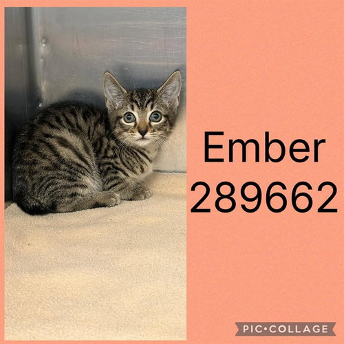 EMBER, a cat for adoption from Macon-Bibb County Animal Welfare