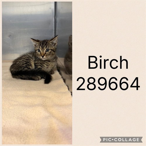 BIRCH, a cat for adoption from Macon-Bibb County Animal Welfare