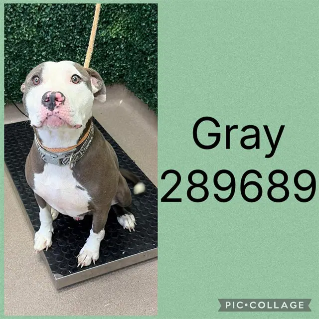 Gray - Pit Bull Terrier
