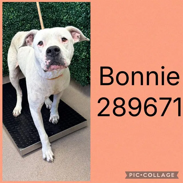 Bonnie - American Bulldog