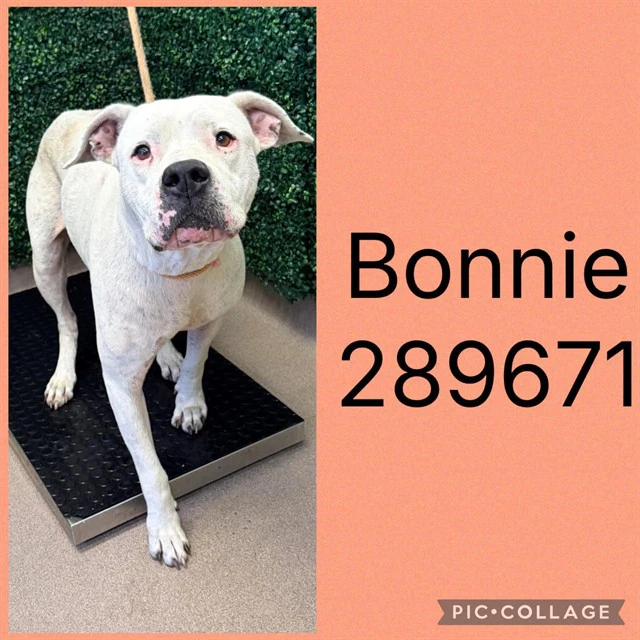 Bonnie