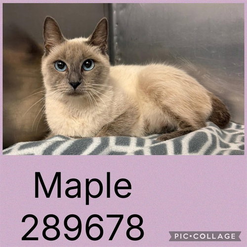 MAPLE, a cat for adoption from Macon-Bibb County Animal Welfare