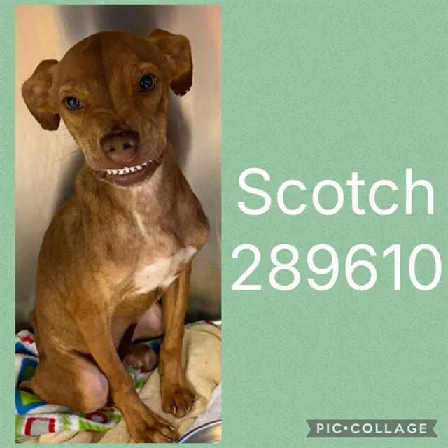 Scotch - Pit Bull Terrier