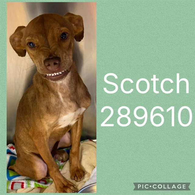 Scotch