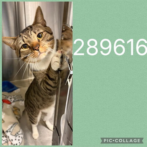 COBWEB, a cat for adoption from Macon-Bibb County Animal Welfare