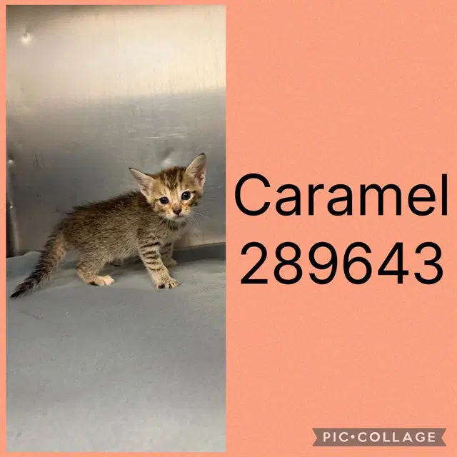 Caramel image 1