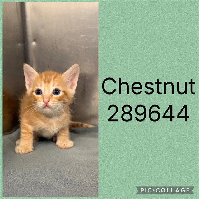 Chestnut