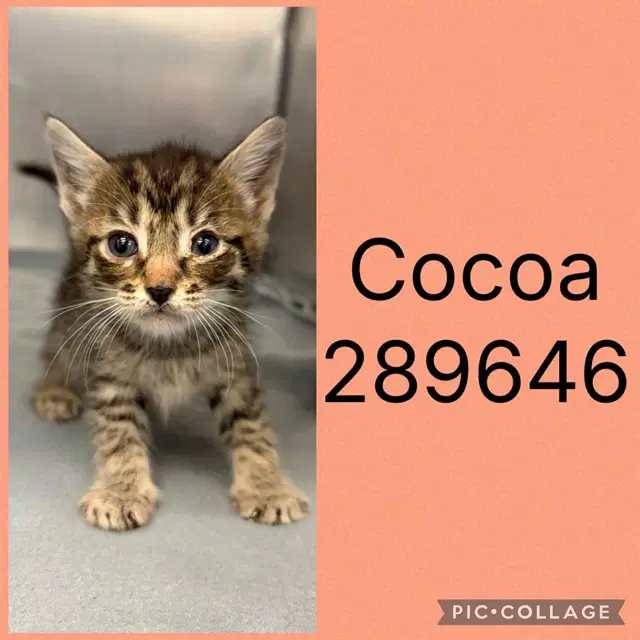 Cocoa - Domestic Short Hair