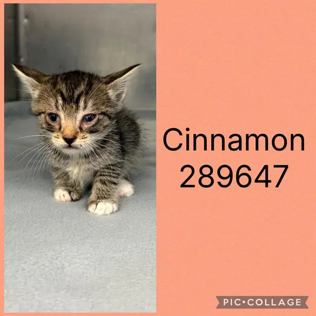 Cinnamon - Domestic Short Hair