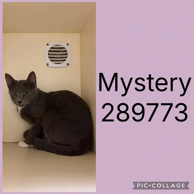 Mystery - Domestic Short Hair
