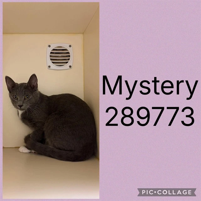 Mystery