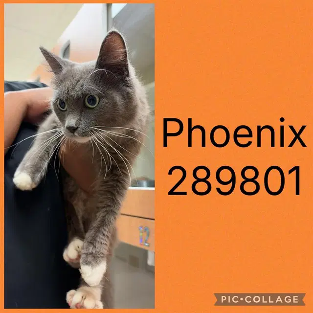 Phoenix - Domestic Long Hair