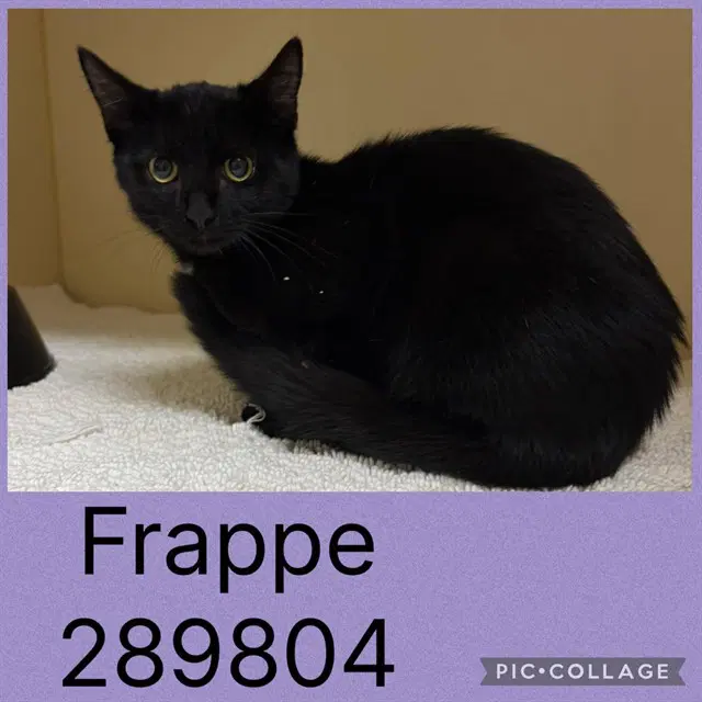 Frappe - Domestic Long Hair